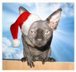 Фотография пользователя friend